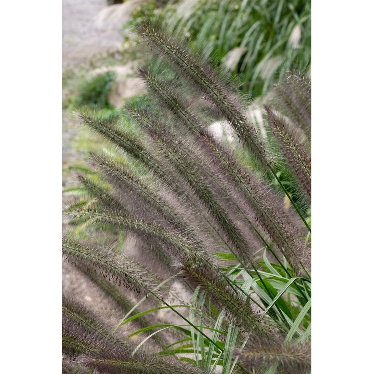 Detailaufnahme des schwarzvioletten Lampenputzergras Moudry im Garten.