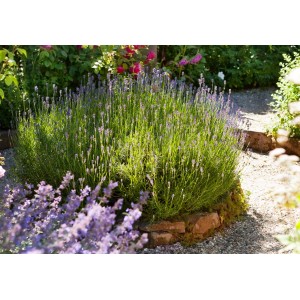 Blühender Lavendel 'Felice' im Topf, violette Blüten, sonniger Standort im Garten.