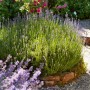 Blühender Lavendel 'Felice' im Topf, violette Blüten, sonniger Standort im Garten.