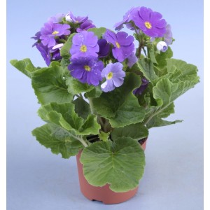 Becherprimel Touch me Mix im Topf, lila Blüten mit gelber Mitte und grüne Blätter.