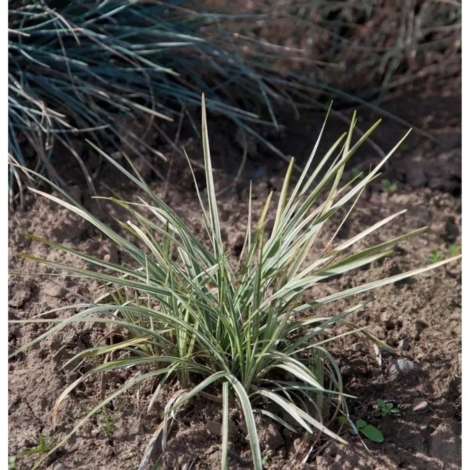 Schlangenbart Silver Mist - Ophiopogon japonicus