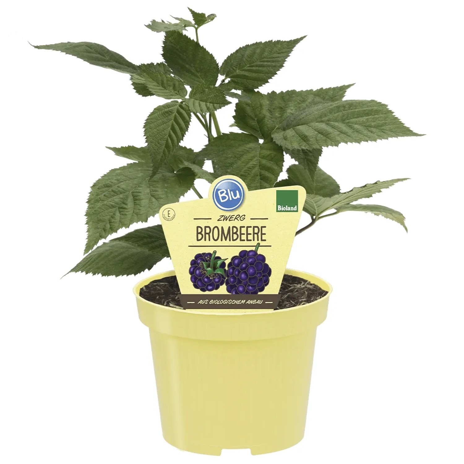 Blu Brombeere Topf-Ø ca. 12 cm Rubus fructicosus