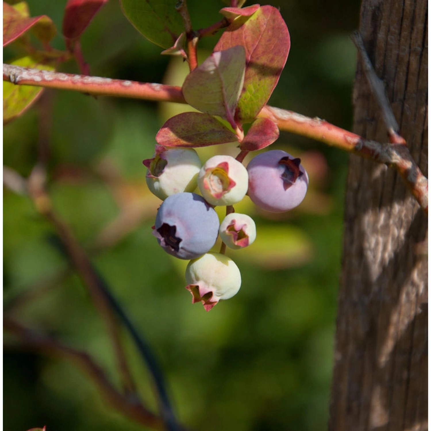 Heidelbeere Duke 100-125cm - Vaccinium corymbosum günstig online kaufen