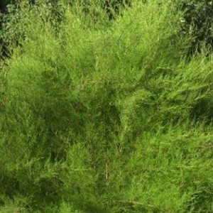 Frühlingstamariske Tamarix tetrandra 60 bis 80 cm im Container Frühjahrsblüher