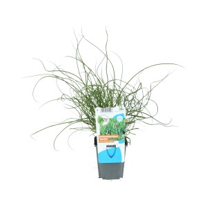 Korkenzieher-Binse (Juncus effusus spiralis) im Topf, grüne, spiralförmige Halme.