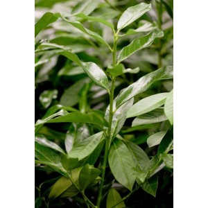 Detailaufnahme des grünen Kirschlorbeer 'Genolia' (60-80 cm), ideal als Heckenpflanze.