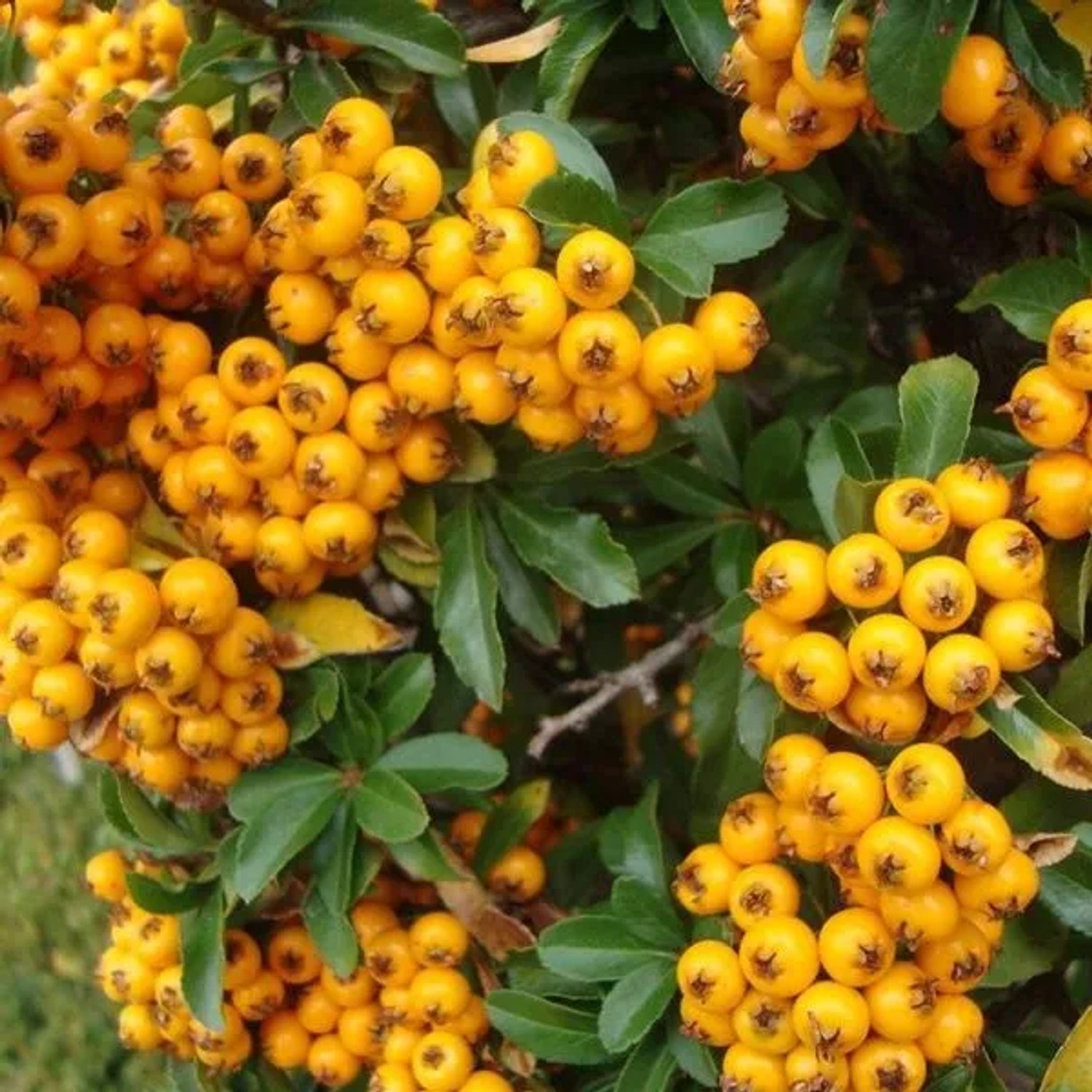 Feuerdorn 'Teton' Pyracantha 30 bis 40 cm im Container Orangegelbe Beeren