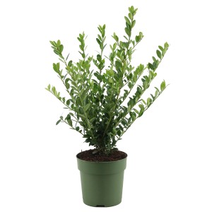 Japanische Stechpalme 'Jenny' im Topf, ca. 20-25 cm hoch. Immergrüner Zierstrauch für Garten und Balkon.