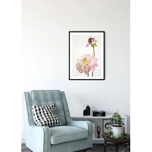 Komar Wandbild Dahlia (30x40 cm) mit rosa Dahlienblüte im schwarzen Rahmen.