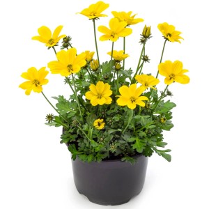 Goldmarie Summer Survivors im Topf: Gelbe Bidens Hybrid Sommerpflanze für Balkon und Garten.