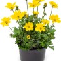 Goldmarie Summer Survivors im Topf: Gelbe Bidens Hybrid Sommerpflanze für Balkon und Garten.