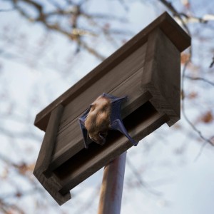 Brauner Relaxdays Fledermauskasten aus Holz mit Fledermaus am Eingang.