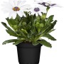 Kapkörbchen Margerita mit weißen Blüten im schwarzen Topf (Topf-Ø 12 cm).