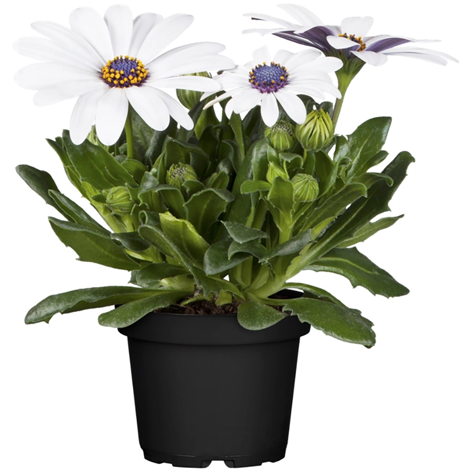 Kapkörbchen Margerita Weiß Topf-Ø 12 cm Osteospermum ecklonis günstig online kaufen