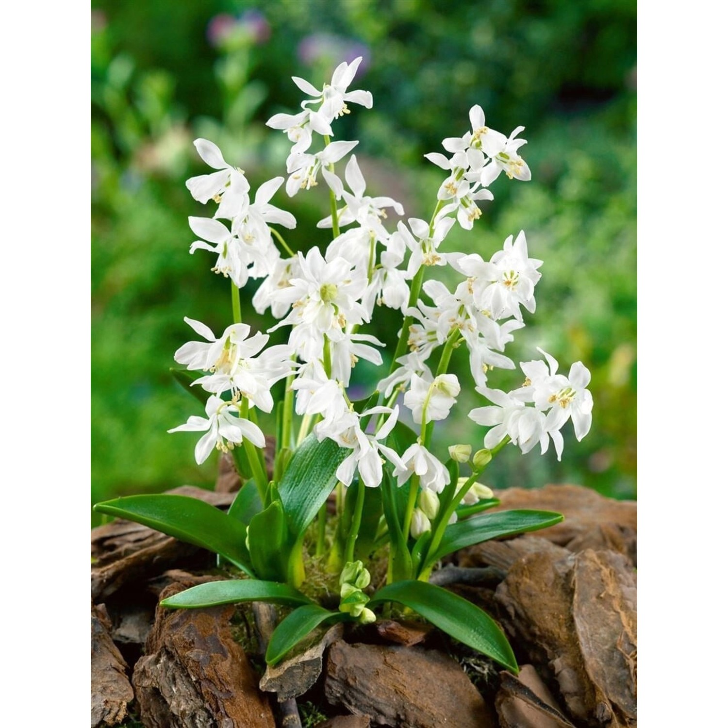 Scilla Siberica Alba Sibirischer Blaustern Ca. 9x9 cm Topf günstig online kaufen