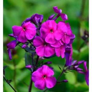 Nahaufnahme der leuchtend pinkfarbenen Blüten der Hohen Flammenblume Uspech (Phlox paniculata).
