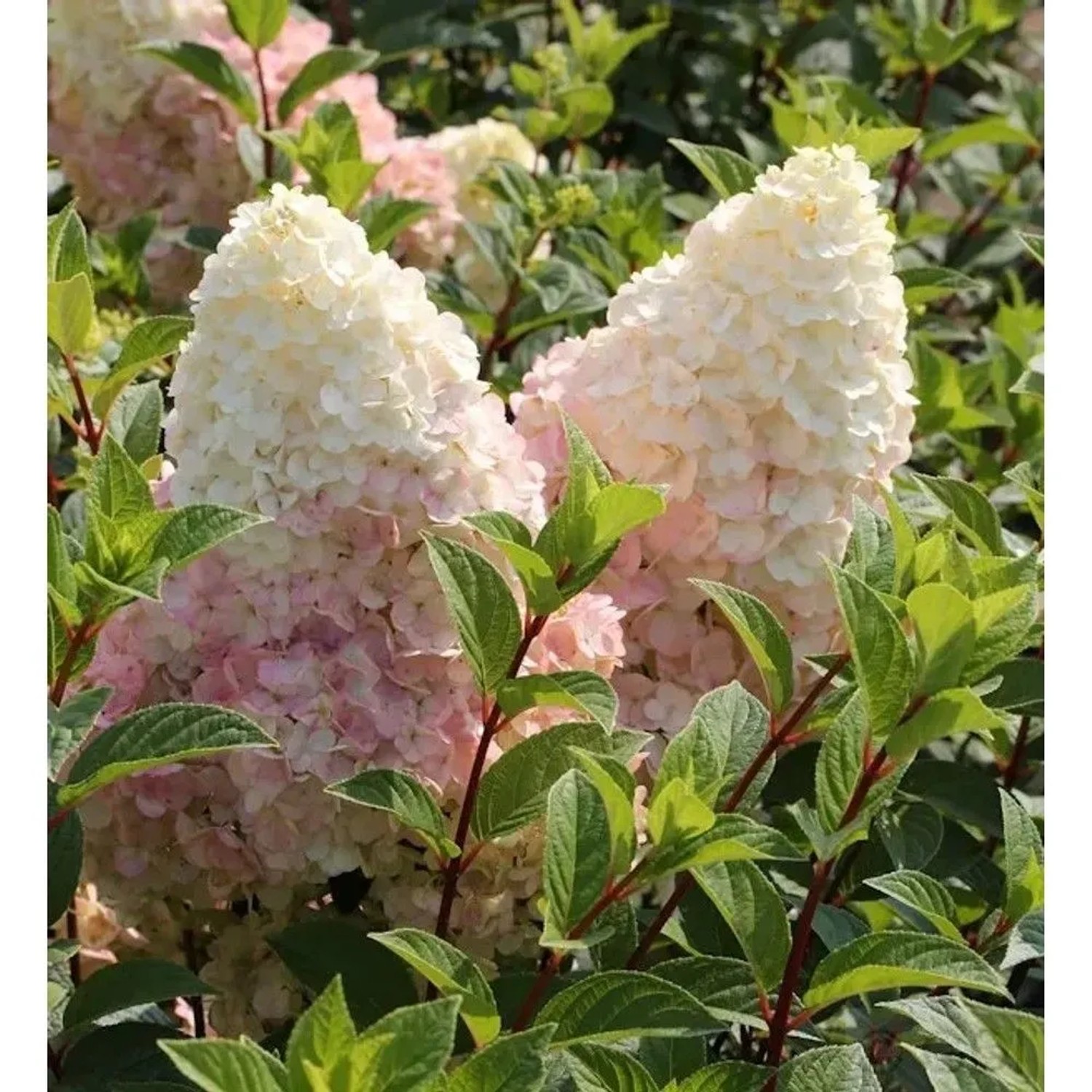 Hochstamm Rispenhortensie Silver Dollar 80-100cm - Hydrangea paniculata