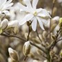 Nahaufnahme der Sternmagnolie Royal Star mit weißen Blüten und Knospen.
