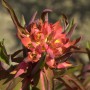 Himalaja Wolfsmilch 'Fireglow' (Euphorbia griffithii) mit rot-orangen Blüten und grün-roten Blättern.