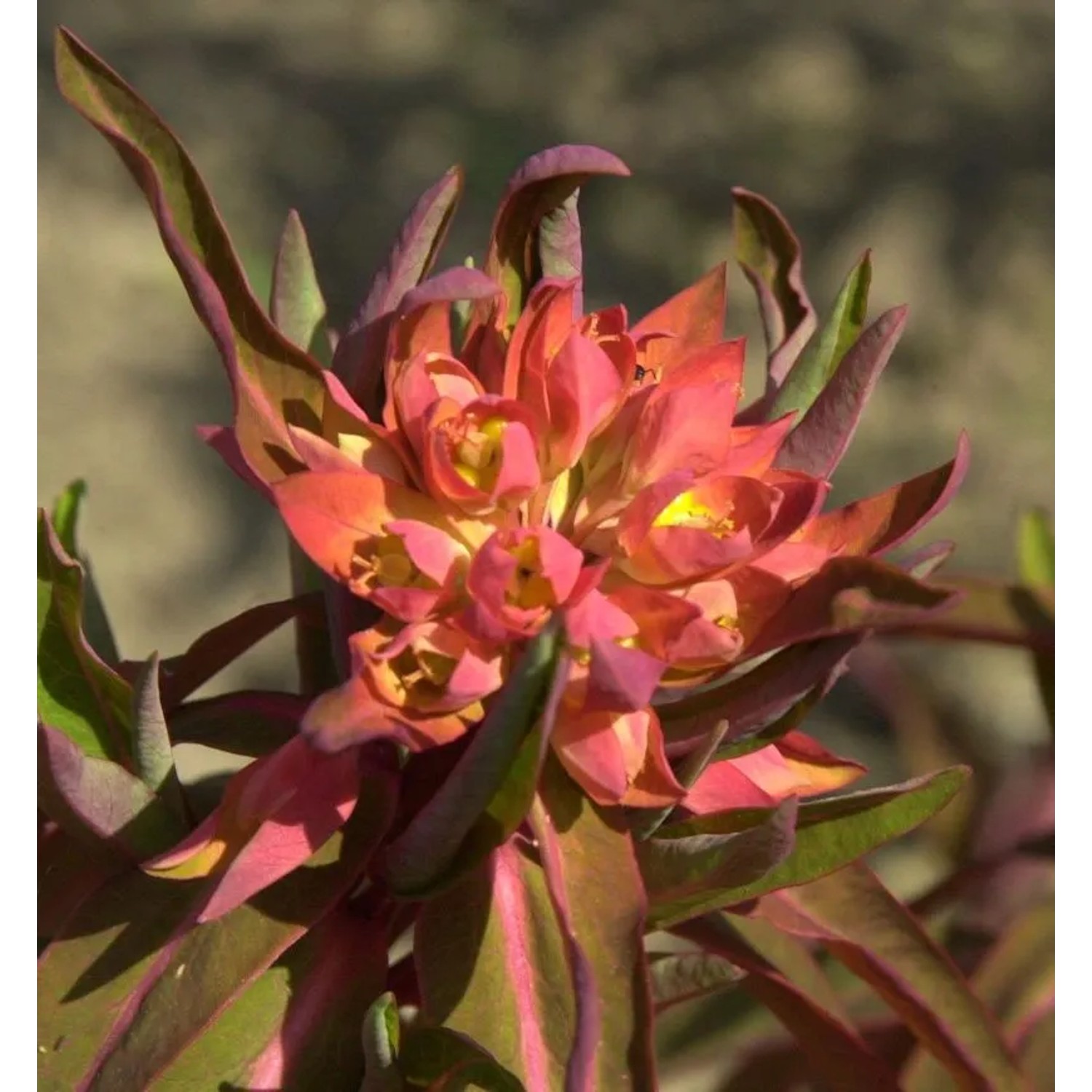 Himalaja Wolfsmilch Fireglow - Euphorbia griffithii