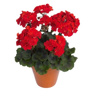 Rote, stehende Geranie im Topf, ca. 12 cm hoch. Pelargonium zonale Hybride für Beet und Balkon.
