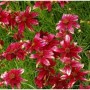 Mädchenauge Route 66 (Coreopsis verticillata) mit rot-weißen Blüten im Beet.