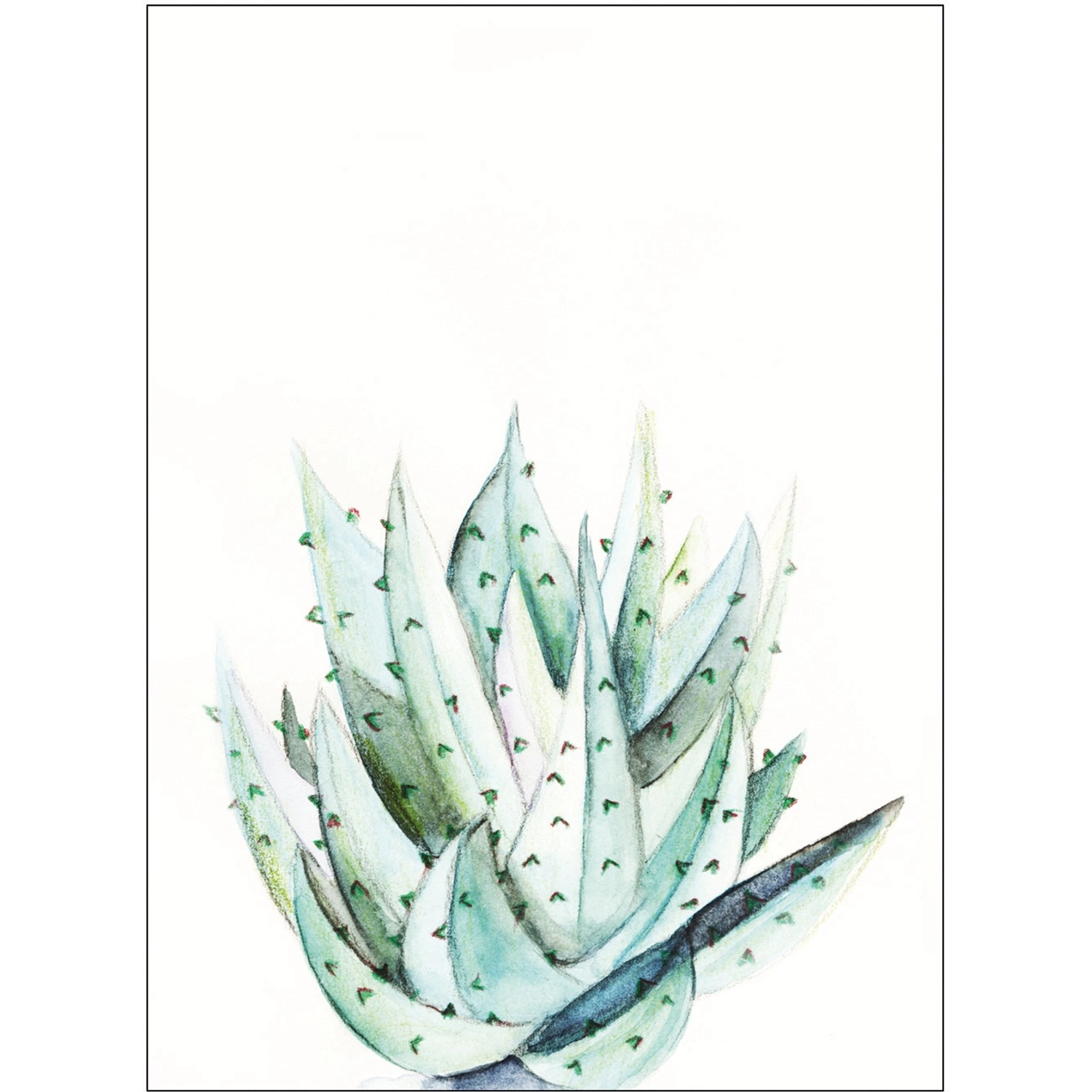 Komar Wandbild Aloe Watercolor 40 x 50 cm