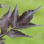Nahaufnahme von dunkelvioletten Blättern des Schwarzen Holunders 'Black Beauty'.