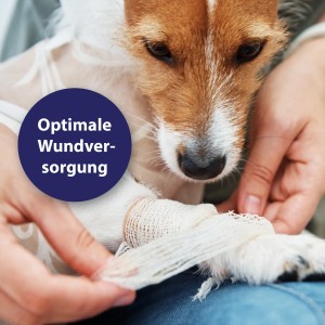 Hund mit Verband am Bein, behandelt mit Canosept Wundgel für Hunde.