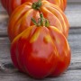 Kiepenkerl Tomate Corazon F1, hellrote Ochsenherztomate im Topf.