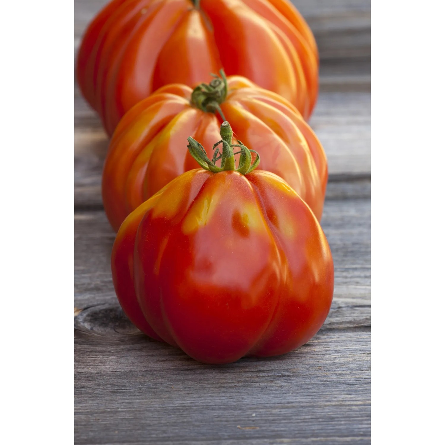Kiepenkerl Tomate Corazon F1, hellrote Ochsenherztomate im Topf.