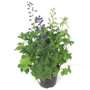 Rittersporn 'Delphinium Hybrid Trio XL', 50 cm hoch, mit blauen Blüten im Topf.