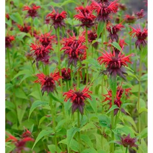 Indianernessel 'Squaw' (Monarda didyma) mit roten Blüten und grünen Blättern.