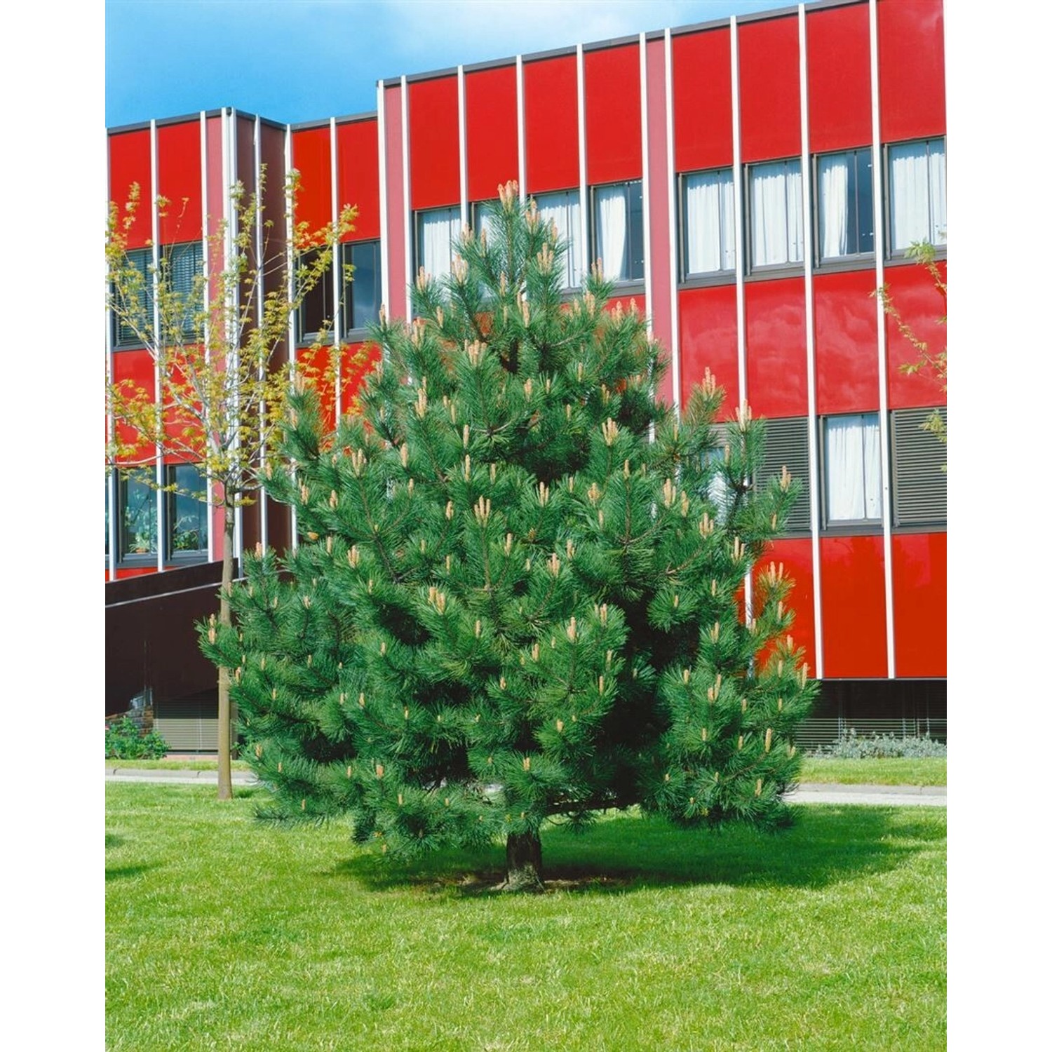 Pinus Nigra Compacta Schwarzkiefer Kompakt 25–30 cm günstig online kaufen