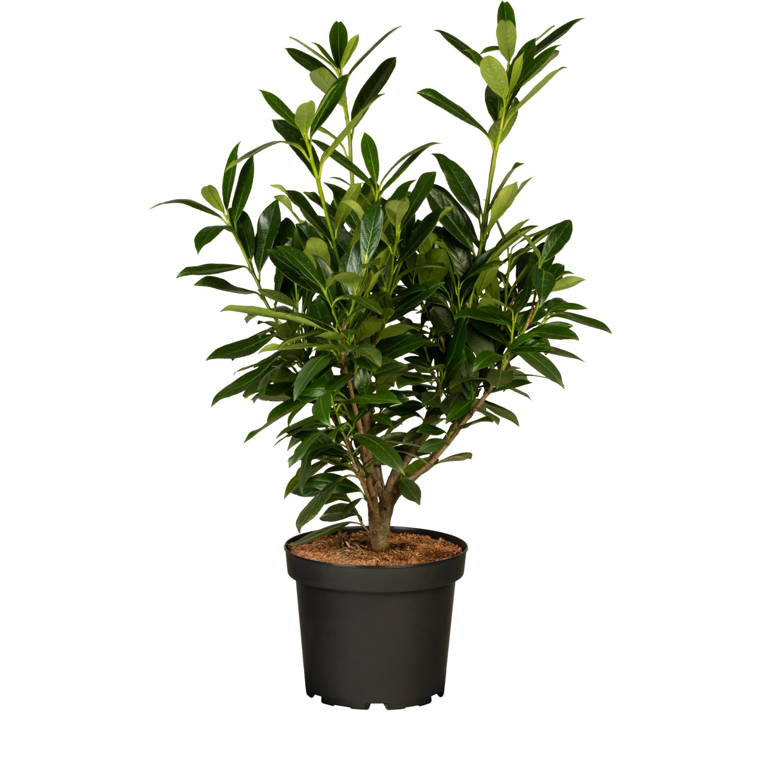 Kirschlorbeer Genolia Set à 30 Stück Höhe ca. 60 - 80 cm Prunus,aurocerasus