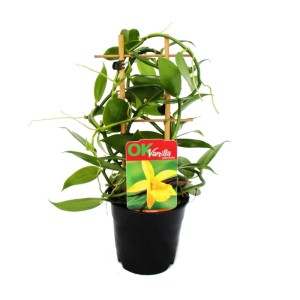 Exotenherz Echte Vanille Pflanze am Spalier im 11cm Topf.