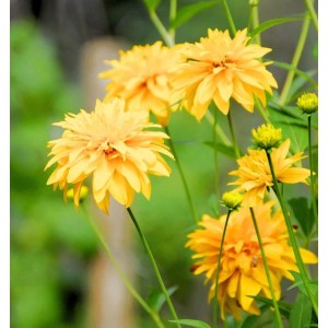 Goldgelber, schlitzblättriger Sonnenhut (Rudbeckia laciniata 'Goldball') im Garten.