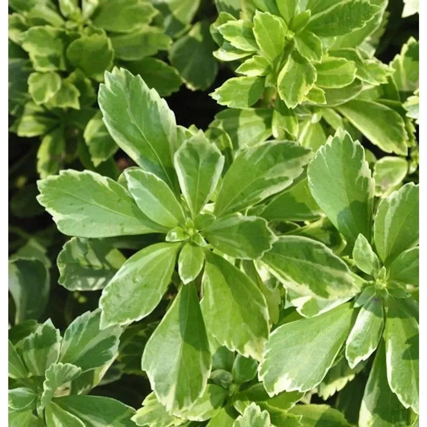 Schattengrün Dickmännchen Variegata - Pachysandra terminalis