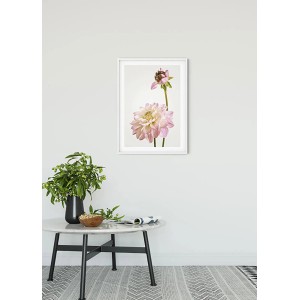 Komar Wandbild Dahlia, 50x70 cm, mit zarter rosa Blüte im weißen Rahmen.
