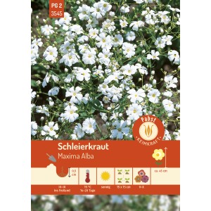 Pabst Keimkraft Schleierkraut Maxima Alba Saatgut mit zarten, weißen Blüten.