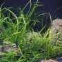 Dennerle Aquariumpflanze Sagittaria Subulata Var. Pusilla im Aquarium mit Steinen.