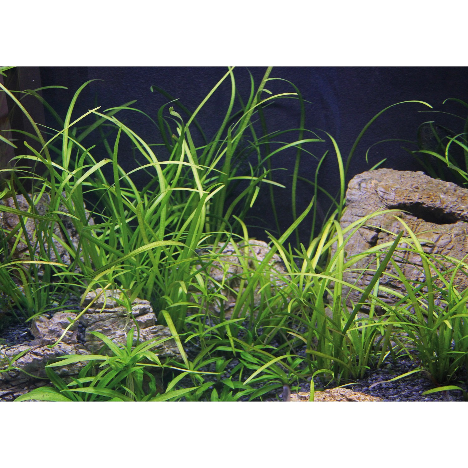 Dennerle Aquariumpflanze Sagittaria Subulata Var. Pusilla im Aquarium mit Steinen.