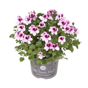 Edelgeranie 'Bella Donna Angel' im Topf, rosa-violette Blüten, Balkonpflanze.