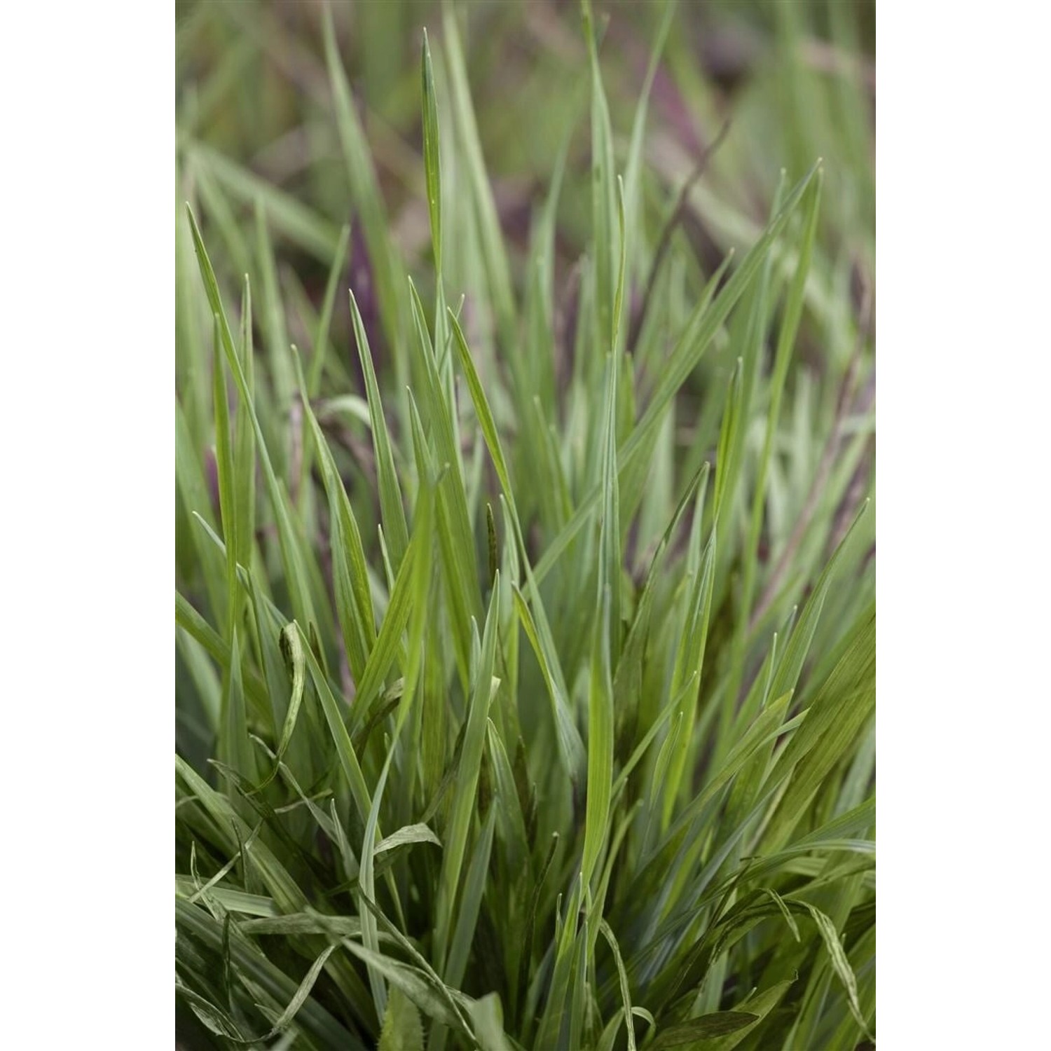 Briza Media Limouzi Zittergras Ca. 9x9 cm Topf günstig online kaufen