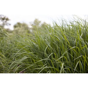 Detailaufnahme der aufrechten Rutenhirse 'Strictum' im 9x9 cm Topf. Gräser für den Garten.