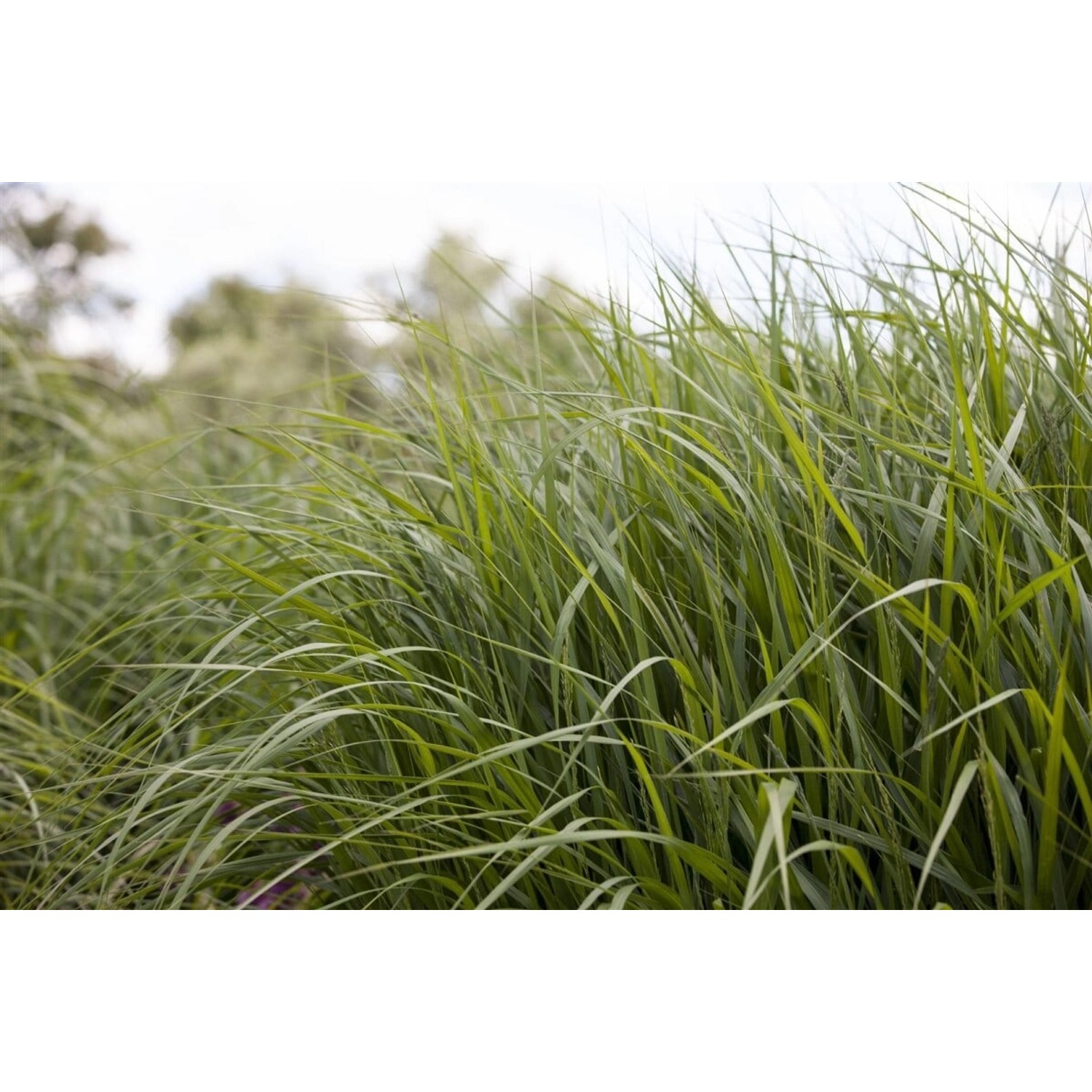 Panicum Virgatum Strictum Rutenhirse Aufrecht Ca. 9x9 cm Topf günstig online kaufen