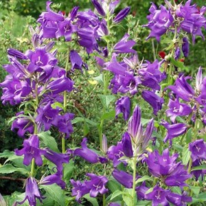 6 x Wald-Glockenblume 'Macrantha' Campanula latifolia Topf 9cm Große Blüten