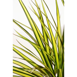 Drachenbaum Sunray (Dracaena Marginata) mit hellgrün-dunkelgrünen Blättern im Topf.