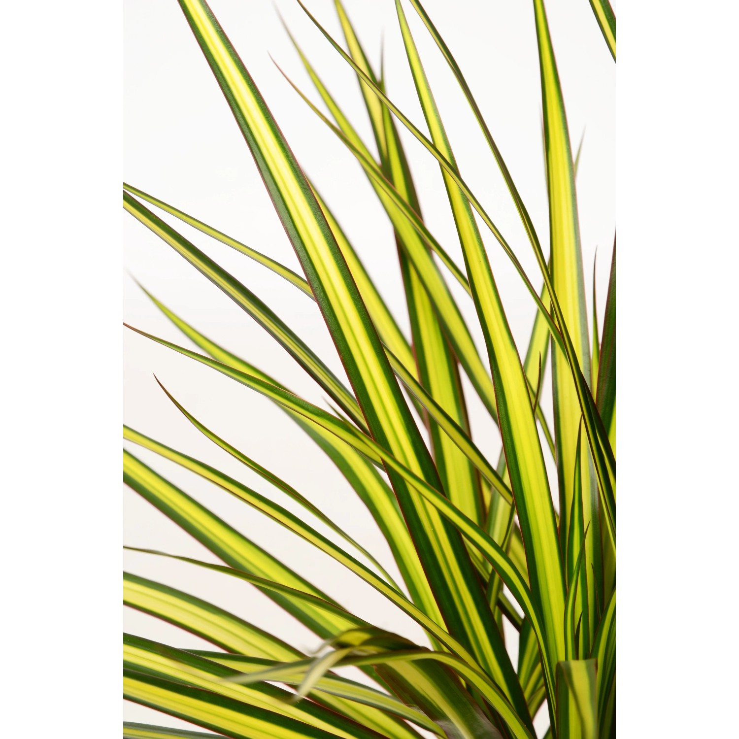 GROW by OBI Drachenbaum Sunray Dracaena Marginata 80-90 cm Topf  21 cm  kaufen bei OBI