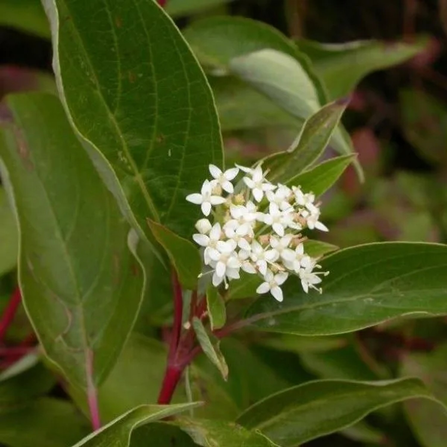6 x Hartriegel 'Kelseyi' Cornus sericea Topf 9cm Hellgrünes Laub